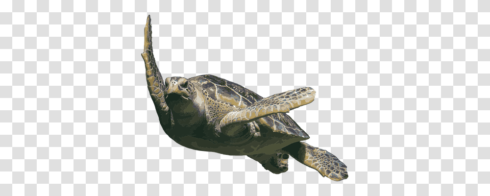 Ocean Life Holiday, Turtle, Reptile, Sea Life Transparent Png