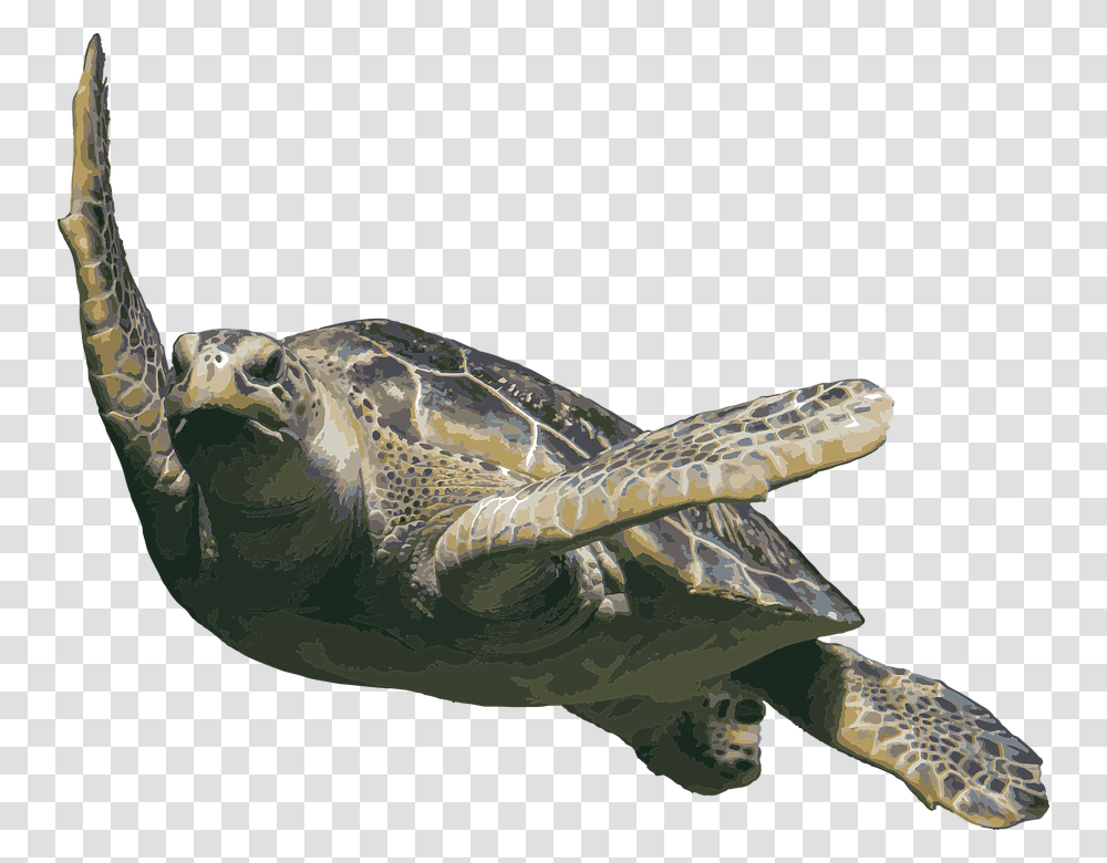 Ocean Life Sea Life Turtle Salt Water Ocean Life, Reptile, Animal, Tortoise, Sea Turtle Transparent Png