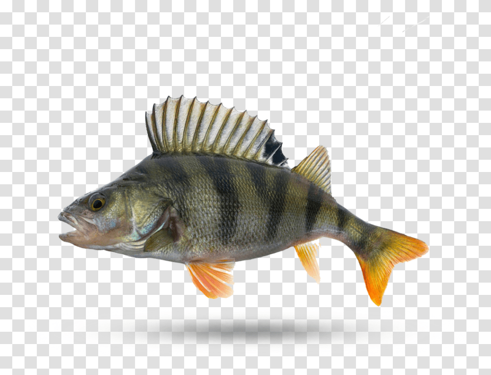 Ocean Perch Perch, Fish, Animal Transparent Png