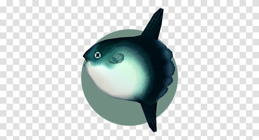 Ocean Sunfish Animal Crossing Wiki Fandom Mola Mola Animal Crossing, Sea Life, Water, Helmet, Aquatic Transparent Png