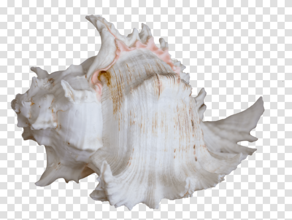 Ocean Water Seashell Shell Sea Ocean Water Image Seashell, Conch, Invertebrate, Sea Life, Animal Transparent Png