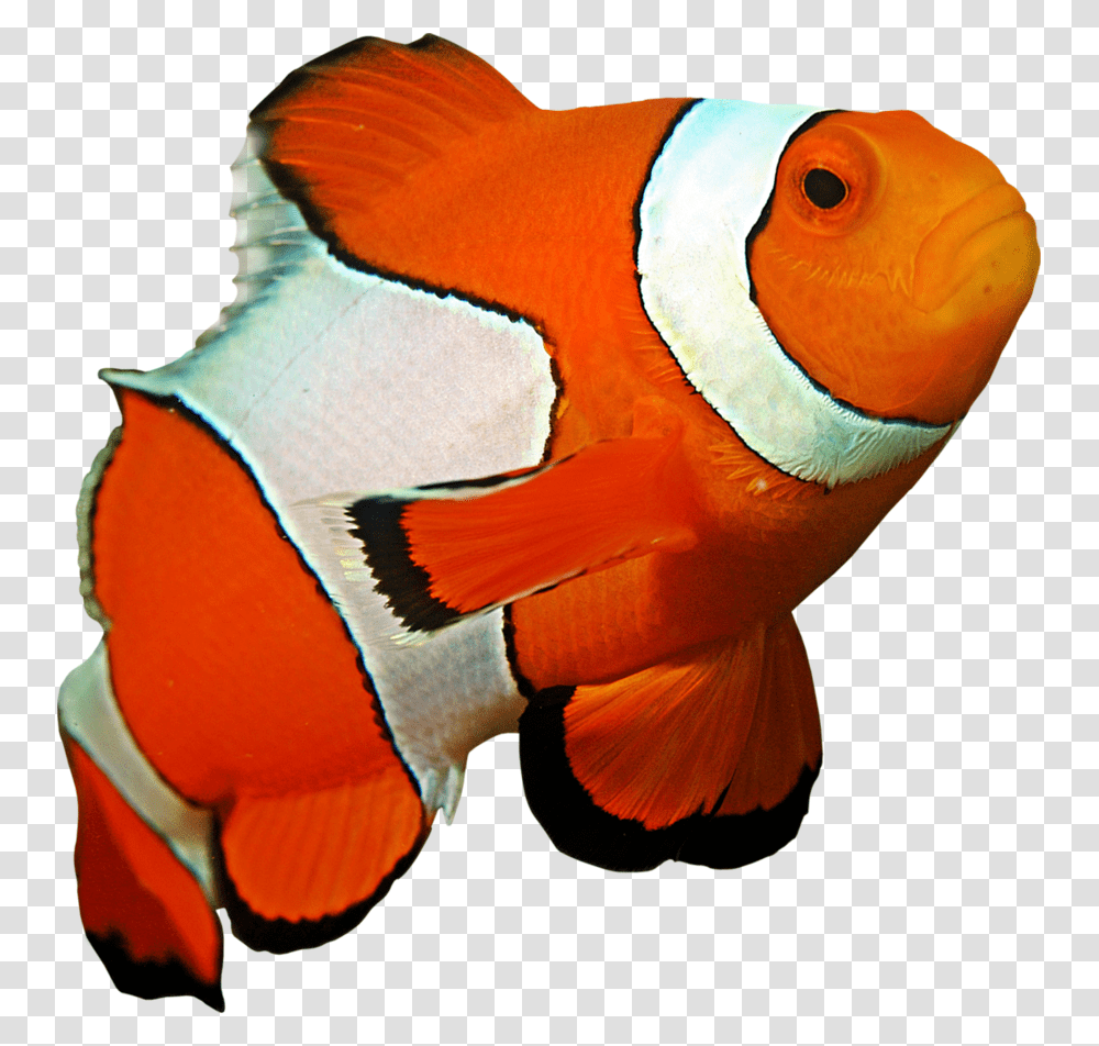 Ocellaris Clownfish Coral Reef Sea Anemone Underwater Beautiful Fish Ocean, Amphiprion, Sea Life, Animal, Angelfish Transparent Png