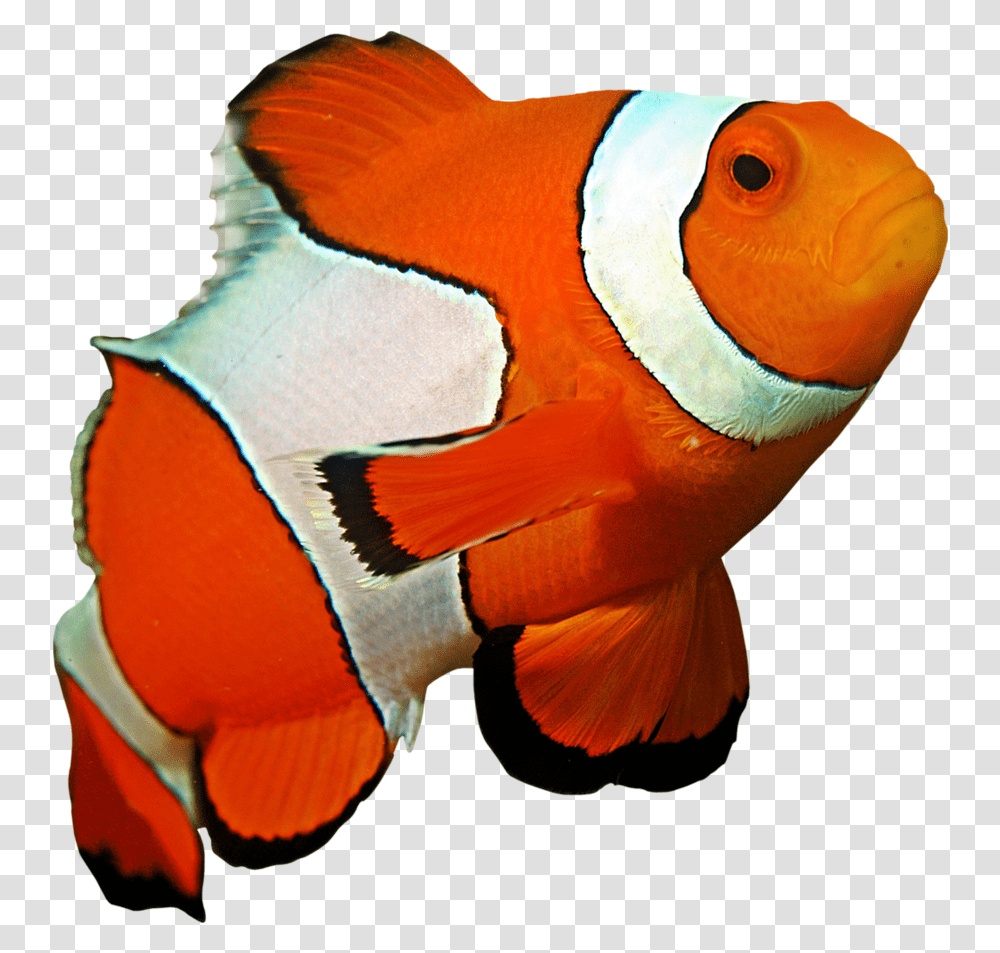 Ocellaris Clownfish Coral Reef Sea Clownfish, Amphiprion, Sea Life, Animal, Angelfish Transparent Png