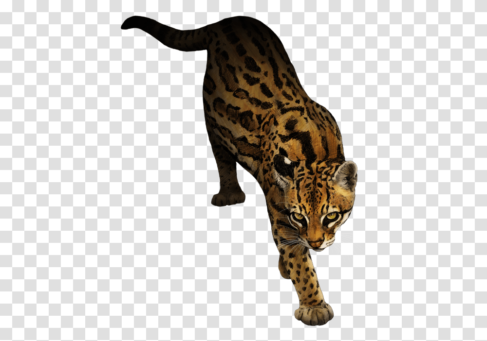 Ocelot Marbled Cat Animal Rottweiler Mew Download Ocelot Clipart, Panther, Wildlife, Mammal, Leopard Transparent Png