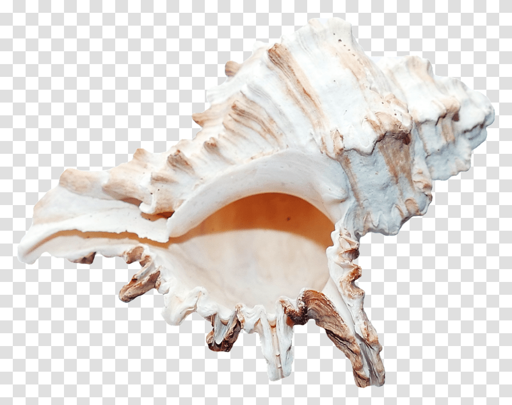 Ocena Shell, Fungus, Sea Life, Animal, Conch Transparent Png