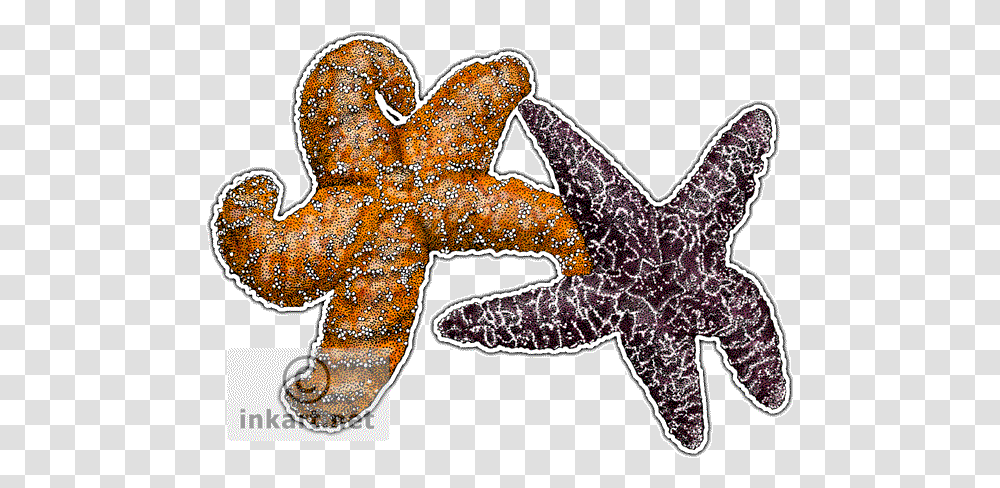 Ochre Sea Star Drawing Image Ochre Sea Star, Sea Life, Animal, Invertebrate, Starfish Transparent Png