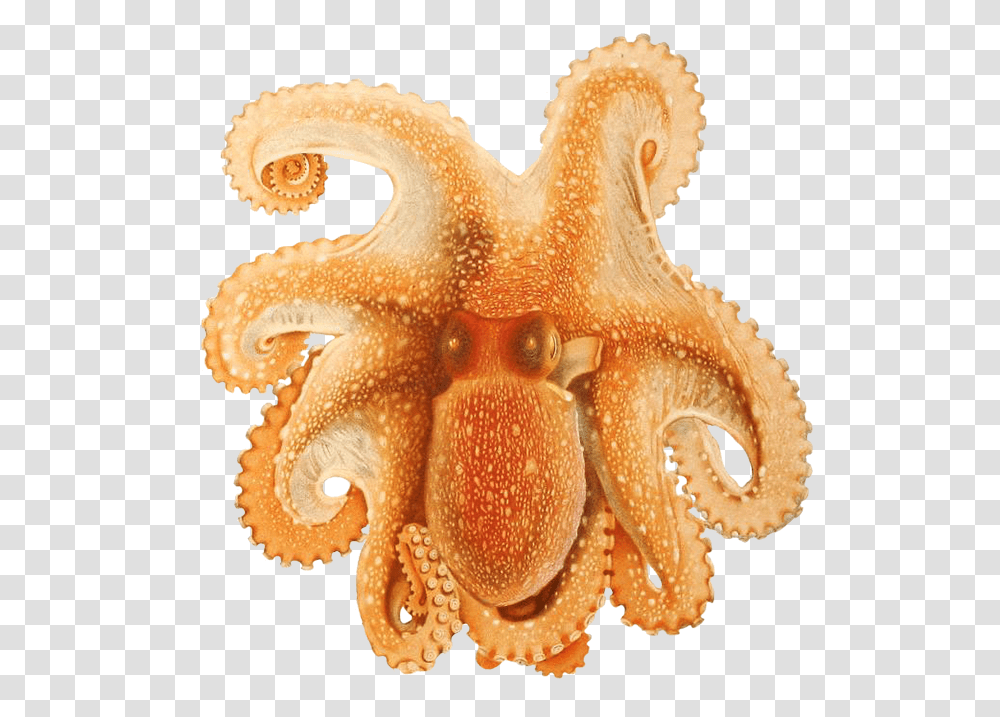 Ocotpus Image Cephalopoda Biodiversity Heritage, Invertebrate, Animal, Sea Life, Octopus Transparent Png