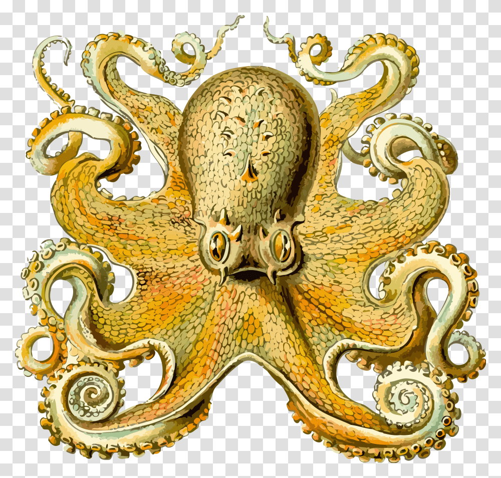 Octopus 2 Clip Arts Ernst Haeckel Sea Creature, Sea Life, Animal, Invertebrate, Cross Transparent Png