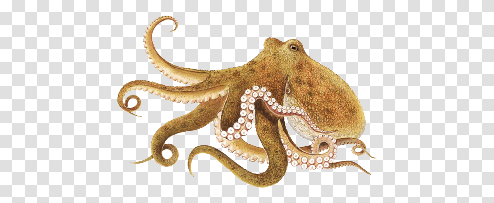 Octopus 2 Image Octopus, Invertebrate, Sea Life, Animal, Lizard Transparent Png