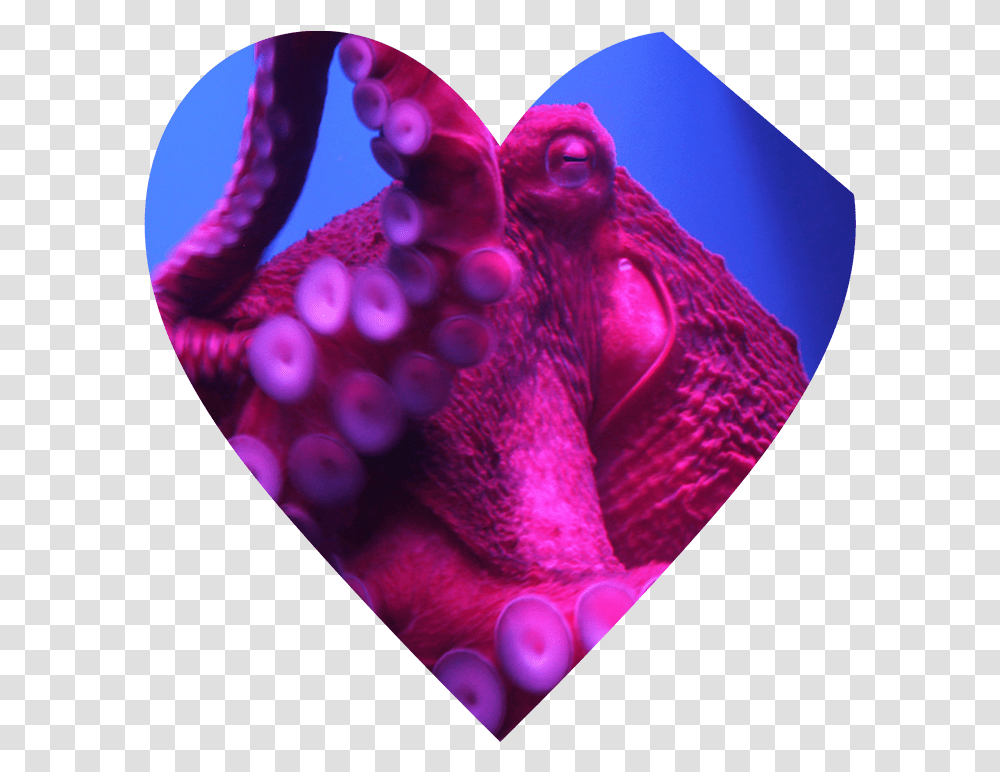 Octopus, Animal, Sea Life, Invertebrate, Person Transparent Png