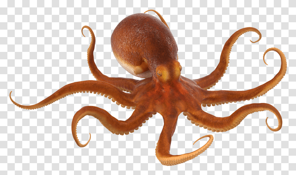 Octopus, Animals, Invertebrate, Sea Life, Antelope Transparent Png