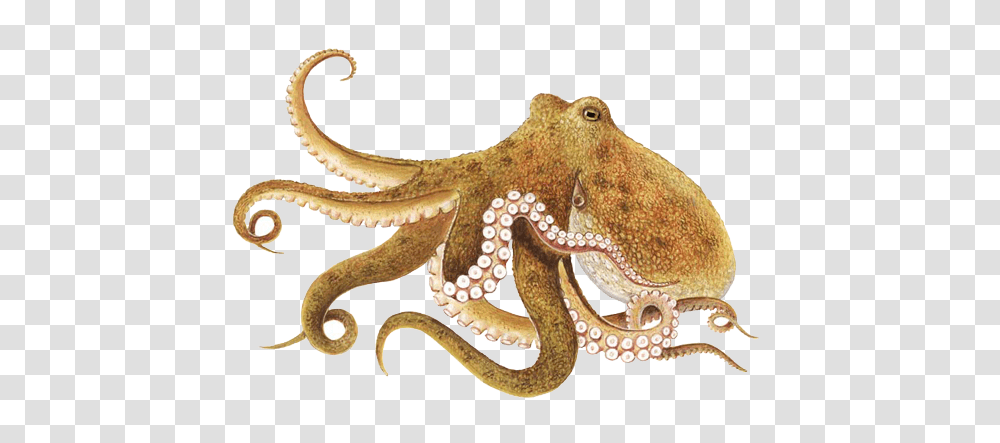 Octopus, Animals, Invertebrate, Sea Life, Lizard Transparent Png