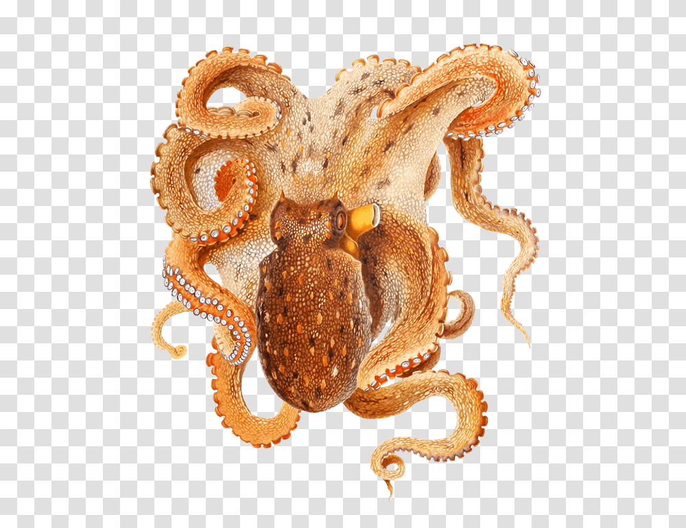 Octopus, Animals, Invertebrate, Sea Life Transparent Png