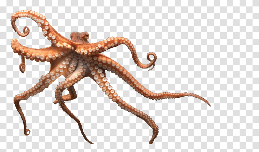 Octopus, Animals, Sea Life, Invertebrate, Lizard Transparent Png