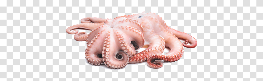 Octopus, Animals, Sea Life, Invertebrate, Person Transparent Png