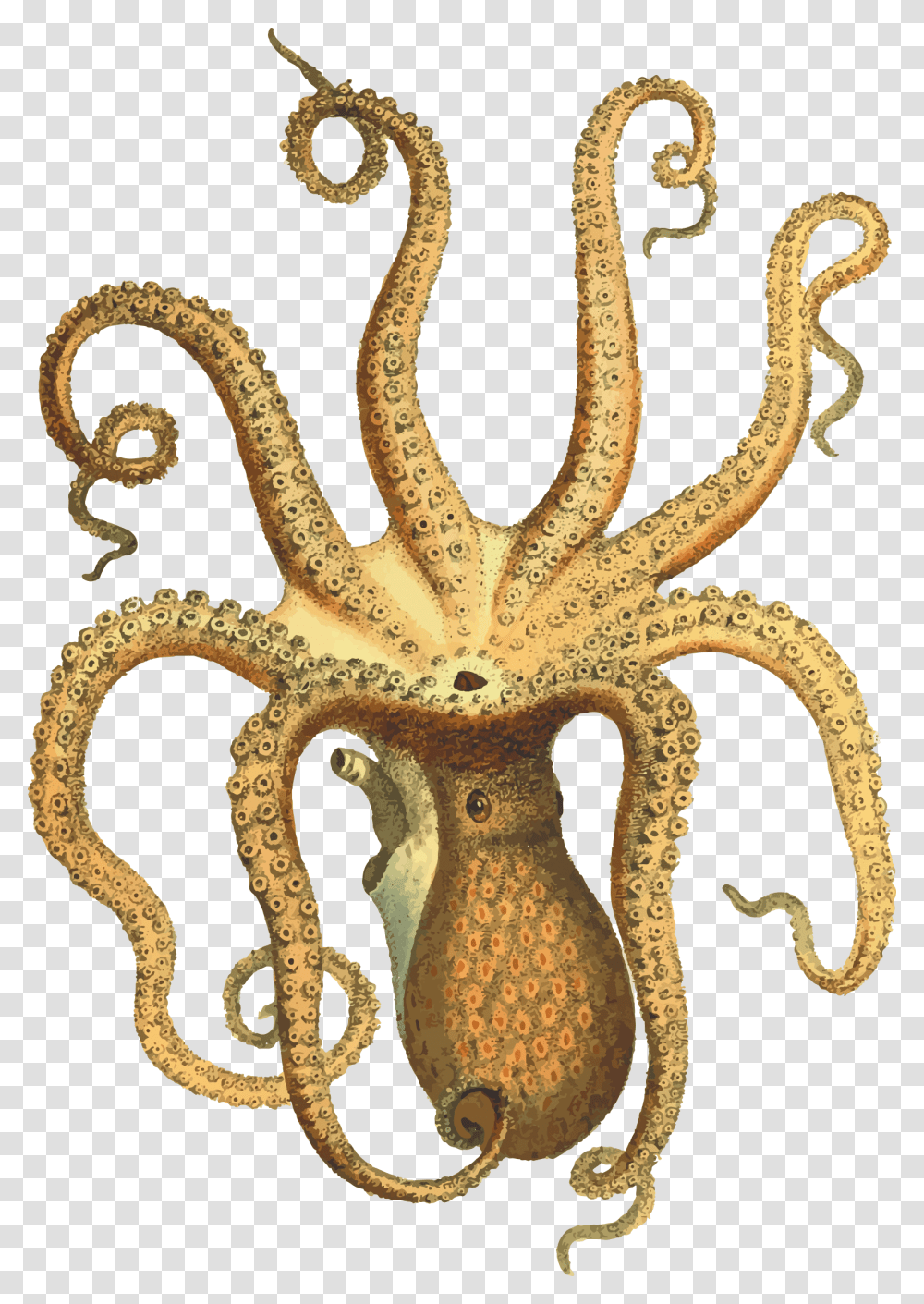 Octopus, Animals, Snake, Reptile, Sea Life Transparent Png