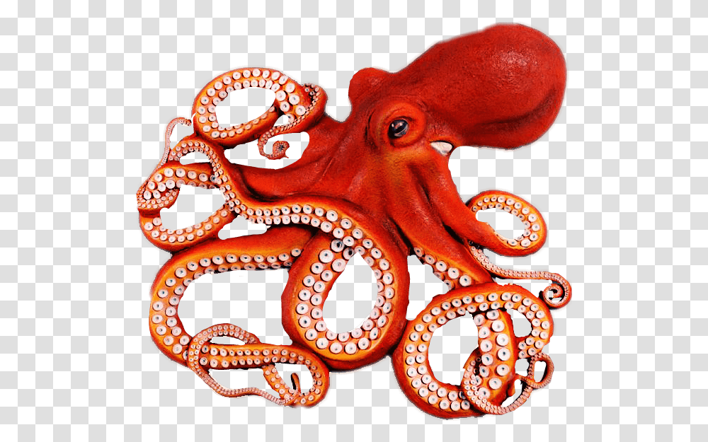 Octopus Clipart Octopus Tentacle Octopus, Invertebrate, Sea Life, Animal, Snake Transparent Png