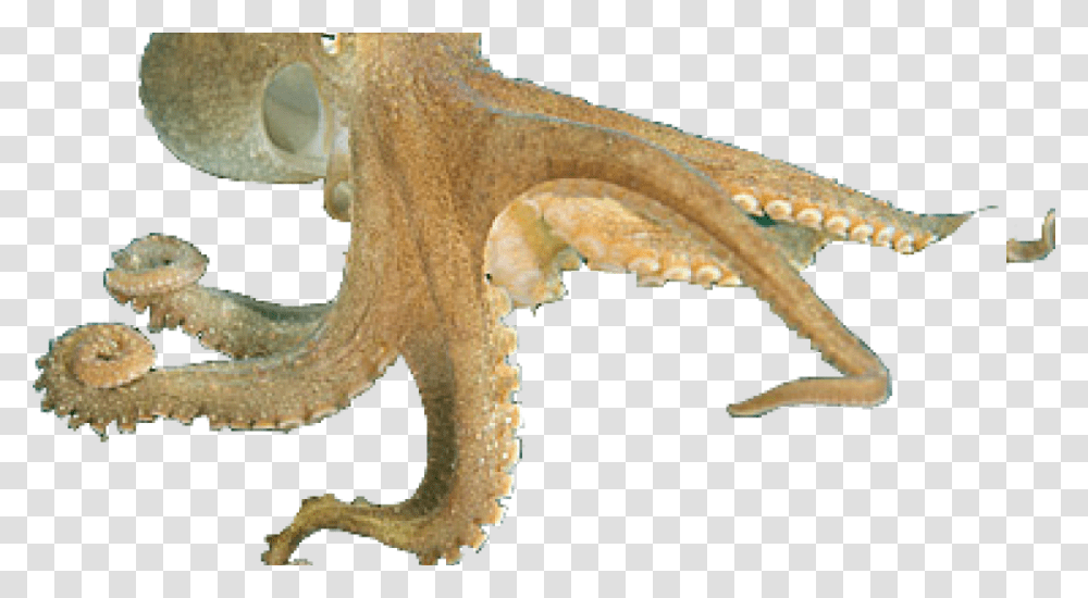 Octopus Free Download Cephalopods, Sea Life, Animal, Invertebrate, Dinosaur Transparent Png