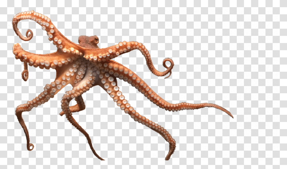 Octopus Free Image - Lux Giant Pacific Octopus Background, Sea Life, Animal, Invertebrate, Lizard Transparent Png