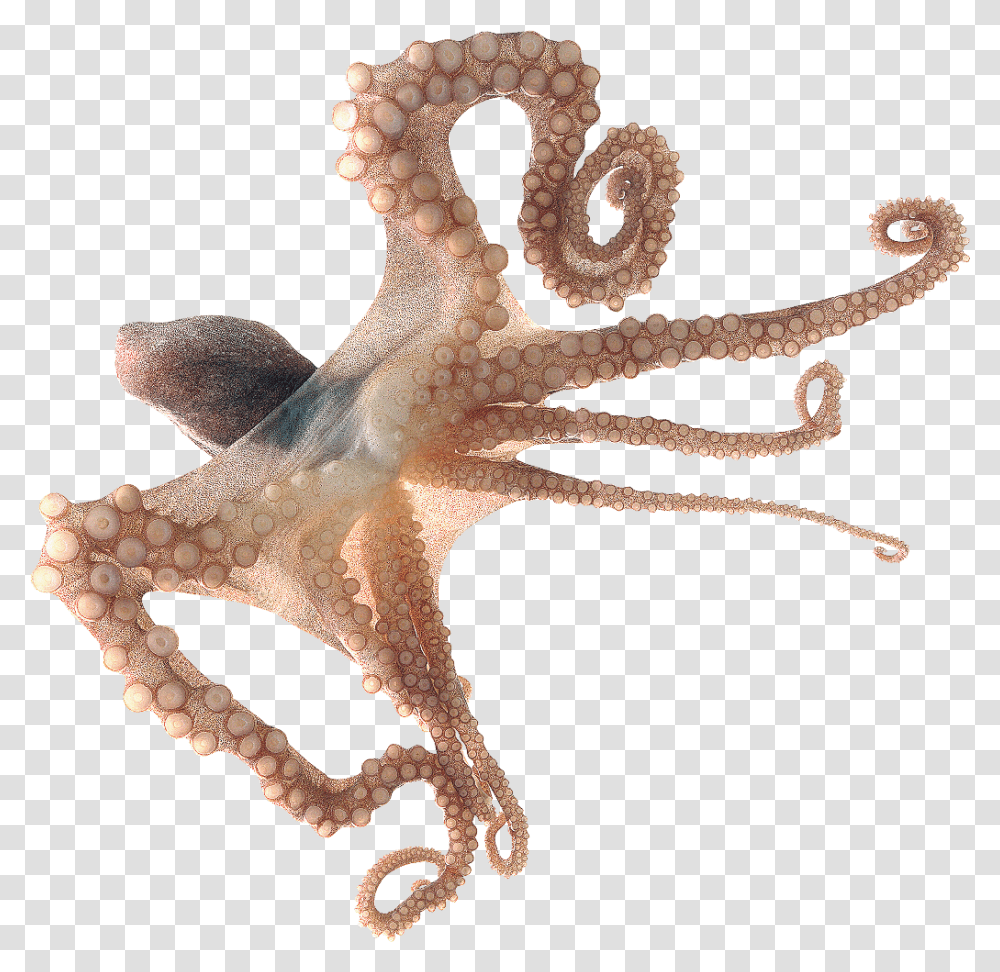 Octopus Freetoedit, Sea Life, Animal, Invertebrate, Cross Transparent Png