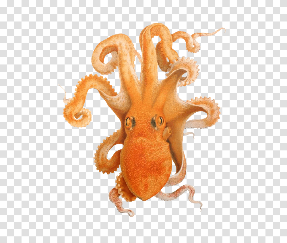 Octopus Illustration Illustration Of Octopus Imagenes De Cefalpodos Kawaiis, Sea Life, Animal, Invertebrate, Sponge Animal Transparent Png