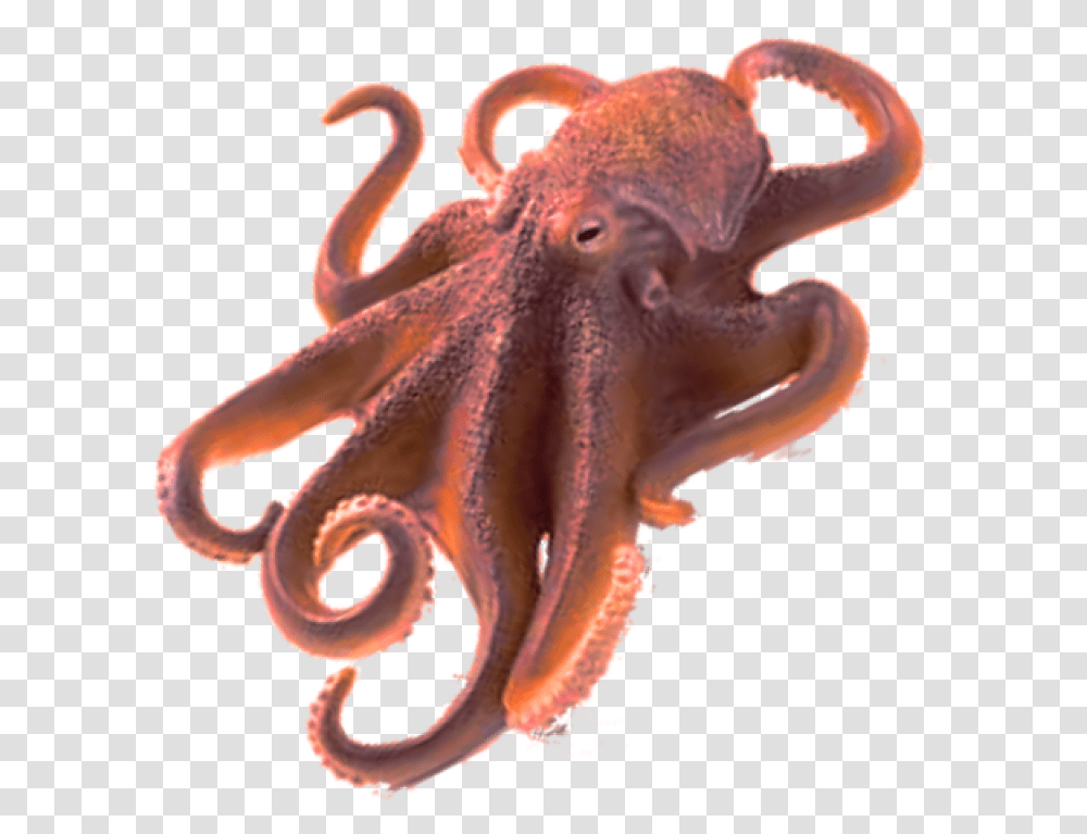 Octopus Image Octopus, Invertebrate, Sea Life, Animal, Fungus Transparent Png