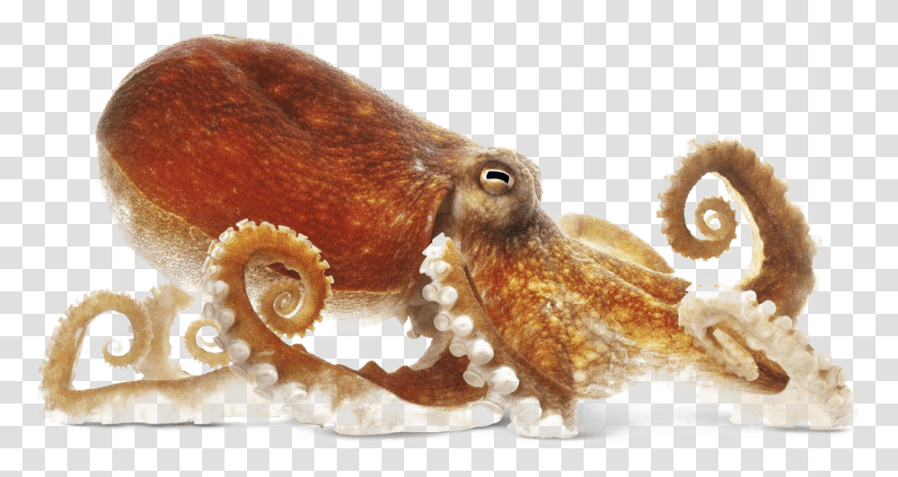 Octopus Image Octopus, Sea Life, Animal, Invertebrate Transparent Png