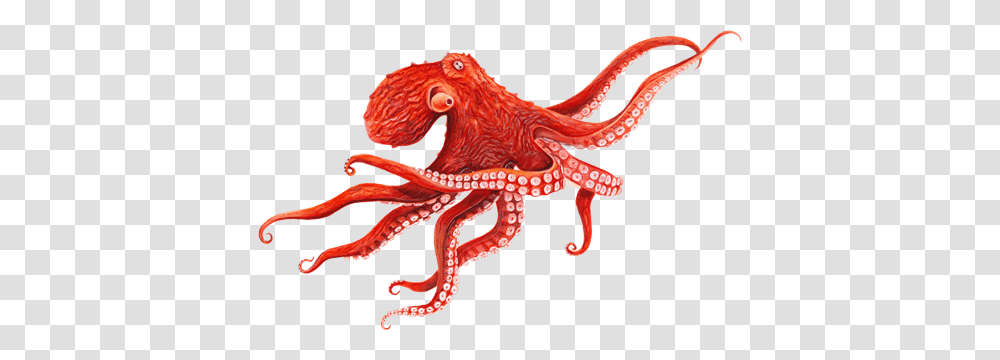 Octopus Images Free Download, Sea Life, Animal, Invertebrate Transparent Png
