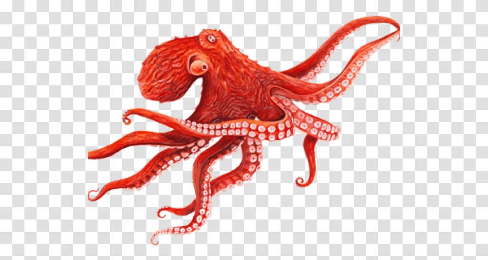 Octopus Images Octopus Background, Sea Life, Animal, Invertebrate, Dinosaur Transparent Png
