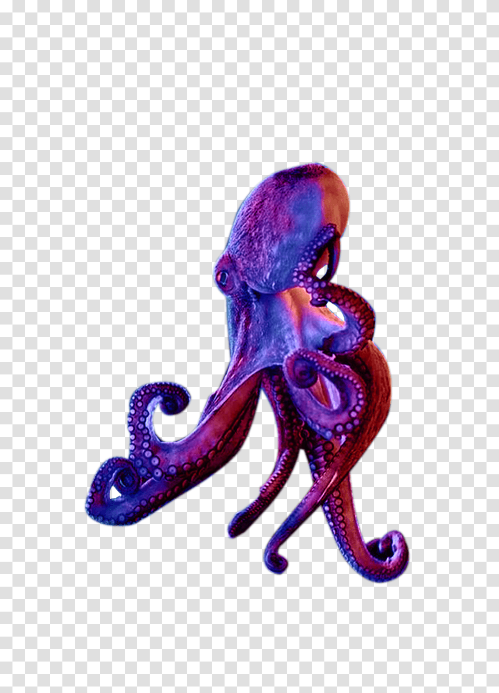 Octopus, Invertebrate, Animal, Sea Life, Person Transparent Png