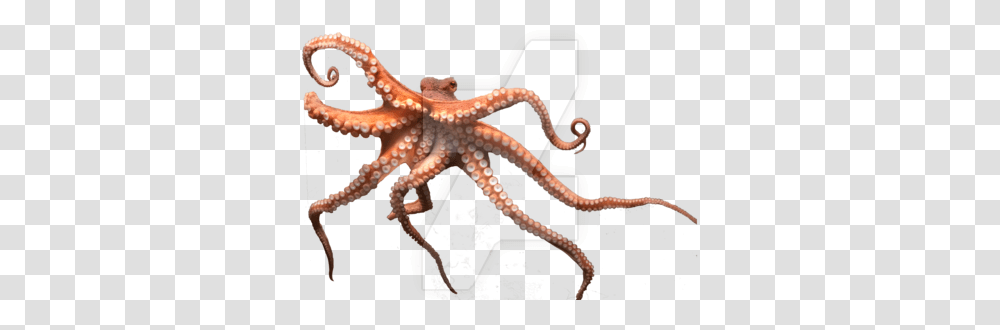Octopus, Invertebrate, Sea Life, Animal, Dinosaur Transparent Png
