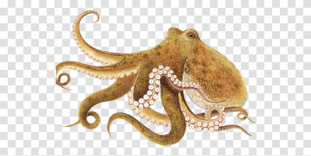 Octopus, Invertebrate, Sea Life, Animal, Lizard Transparent Png