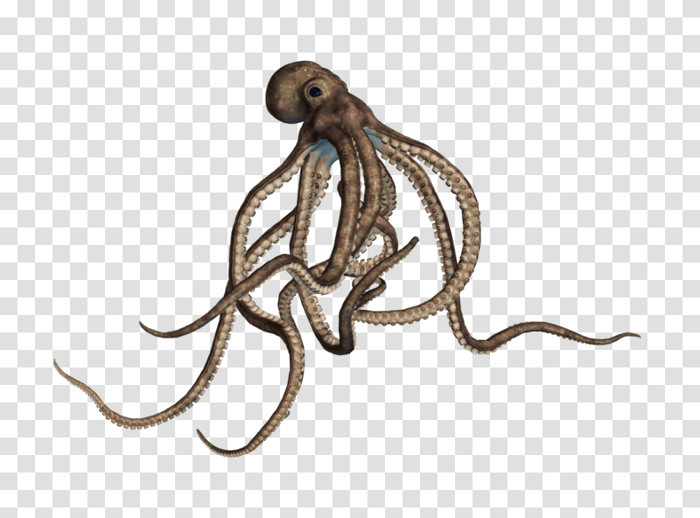 Octopus Large Grey, Snake, Reptile, Animal, Sea Life Transparent Png