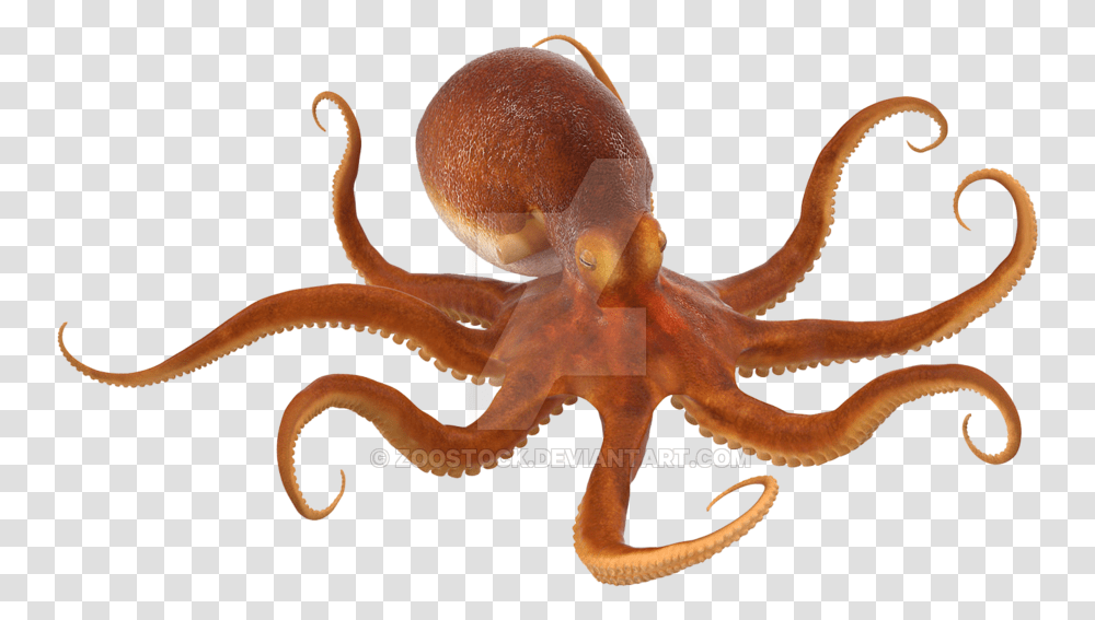 Octopus No Background Octopus, Invertebrate, Animal, Sea Life, Antelope Transparent Png