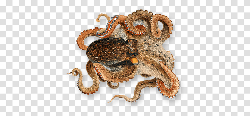 Octopus Octopus, Invertebrate, Sea Life, Animal, Snake Transparent Png