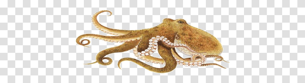 Octopus Photo Octopus, Animal, Invertebrate, Sea Life, Snake Transparent Png