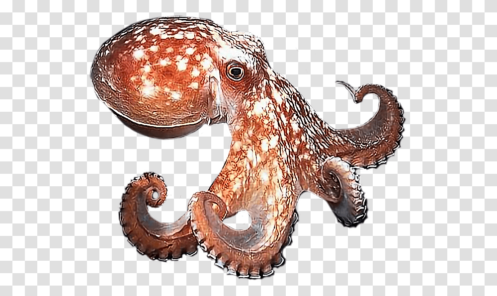 Octopus Real Octopus Background, Dinosaur, Reptile, Animal, Invertebrate Transparent Png