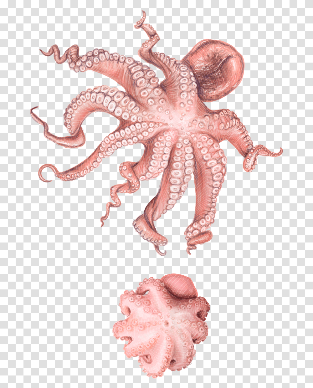 Octopus, Sea Life, Animal, Invertebrate, Dinosaur Transparent Png