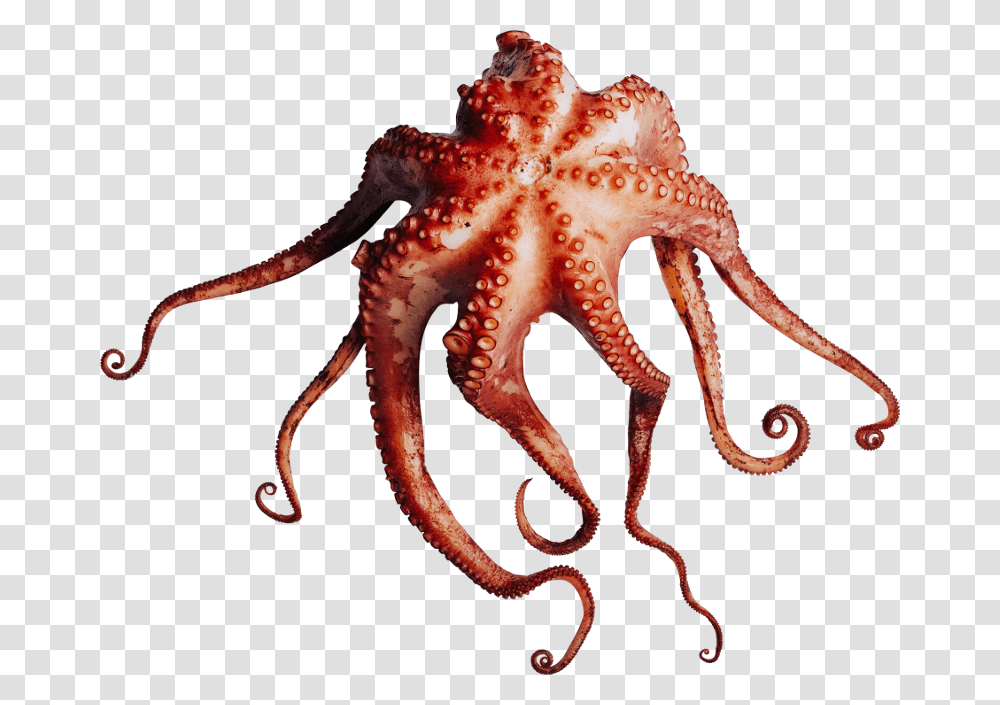 Octopus, Sea Life, Animal, Invertebrate, Spider Transparent Png