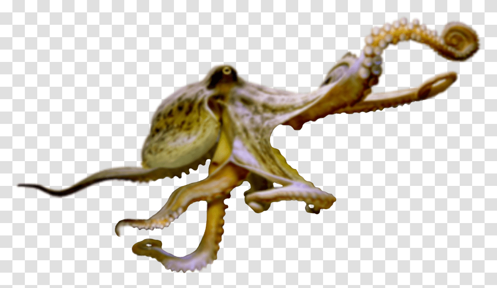 Octopus Sealife Terrieasterly Octopus, Sea Life, Animal, Invertebrate Transparent Png