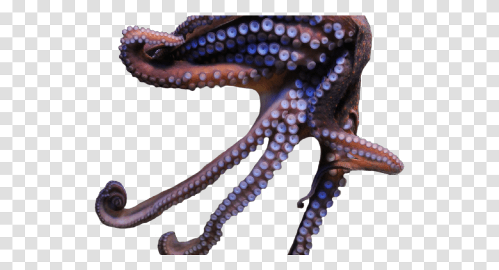 Octopus, Snake, Reptile, Animal, Invertebrate Transparent Png