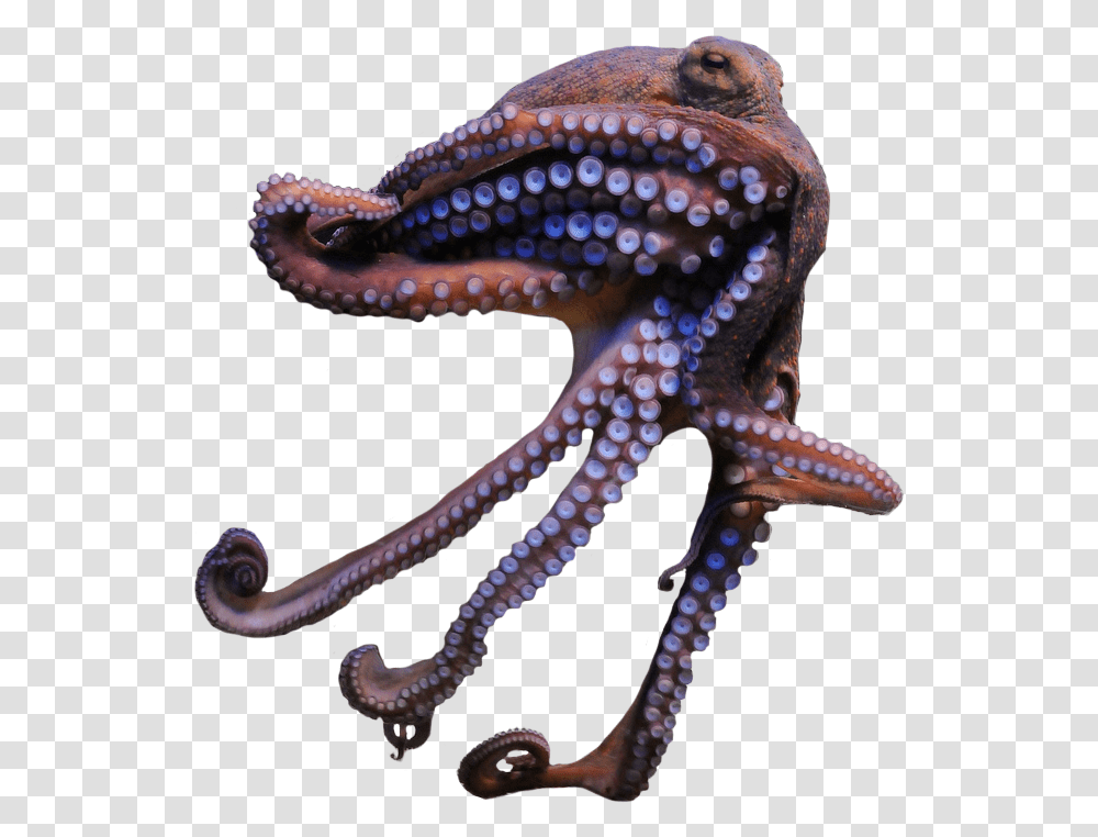 Octopus, Snake, Reptile, Animal, Sea Life Transparent Png