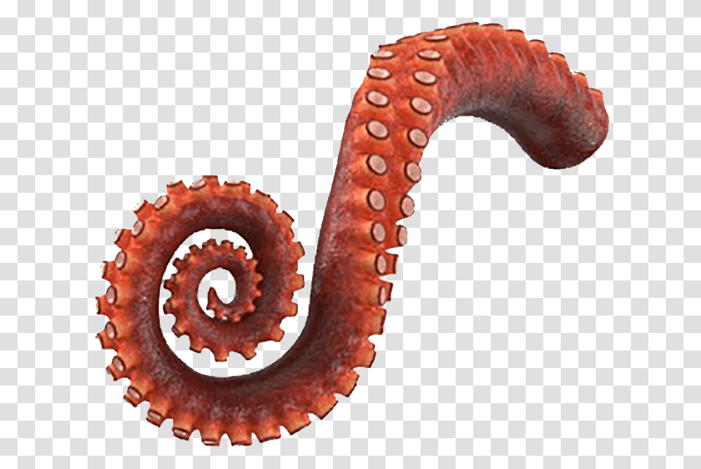 Octopus Tentacle, Sea Life, Animal, Invertebrate, Mammal Transparent Png