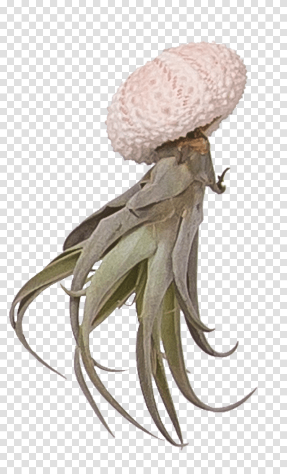 Octopus Tentacles, Animal, Insect, Invertebrate, Fungus Transparent Png