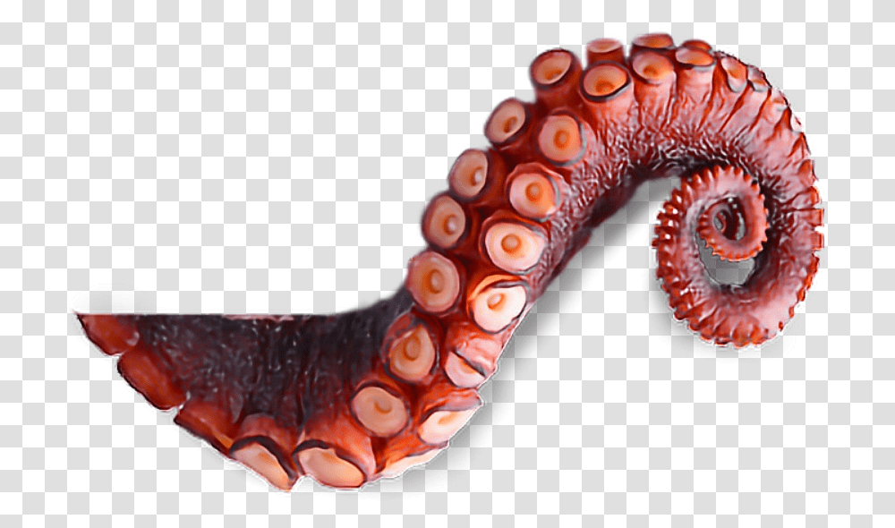 Octopus Tentacles Image Octopus Tentacles, Invertebrate, Animal, Sea Life Transparent Png