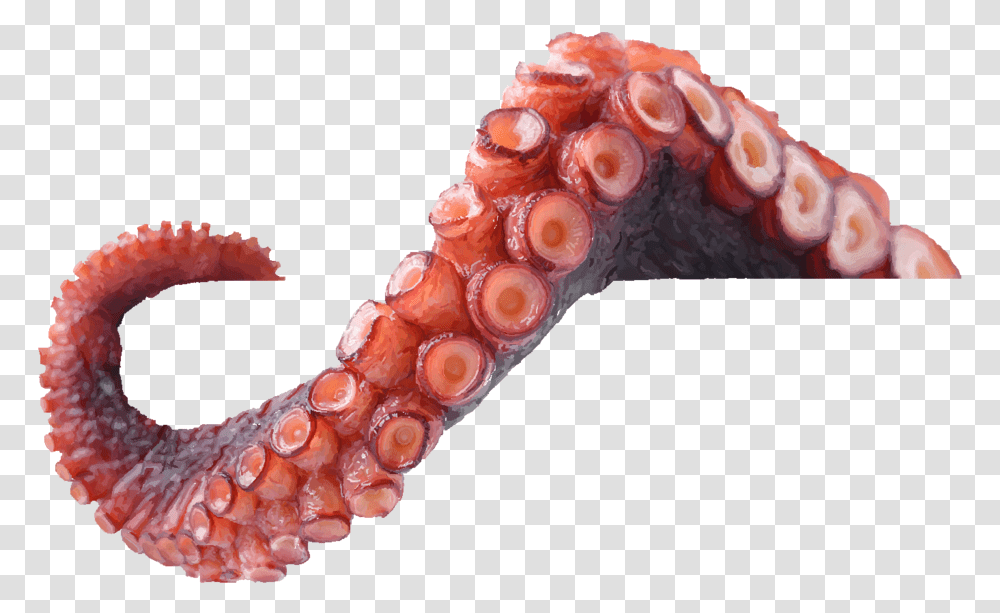 Octopus Tentacles, Invertebrate, Animal, Sea Life Transparent Png