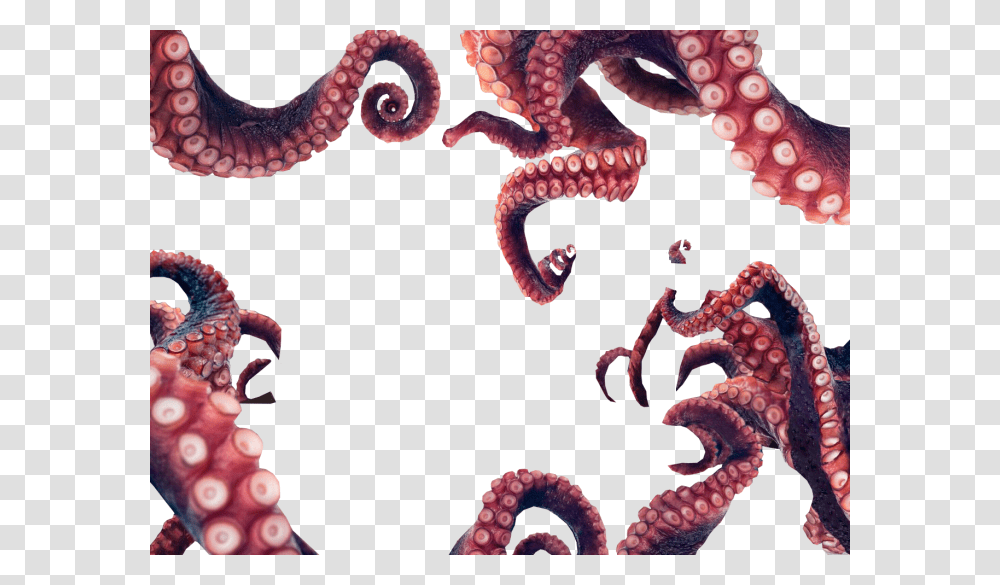 Octopus Tentacles, Invertebrate, Sea Life, Animal, Photography Transparent Png