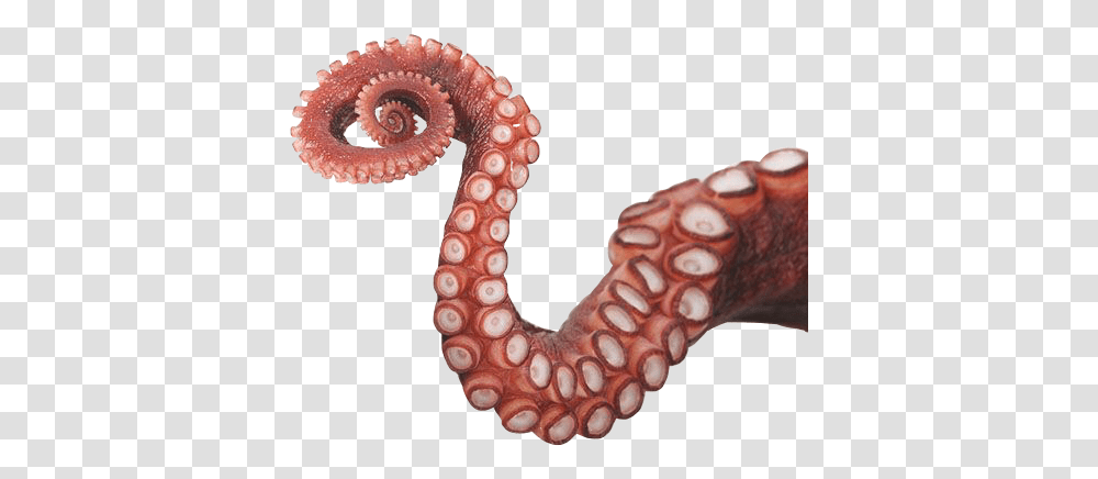 Octopus Tentacles Photos Octopus Tentacles, Sea Life, Animal, Invertebrate, Person Transparent Png