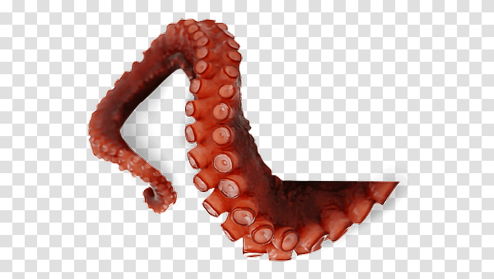 Octopus Tentacles, Sea Life, Animal, Person, Human Transparent Png