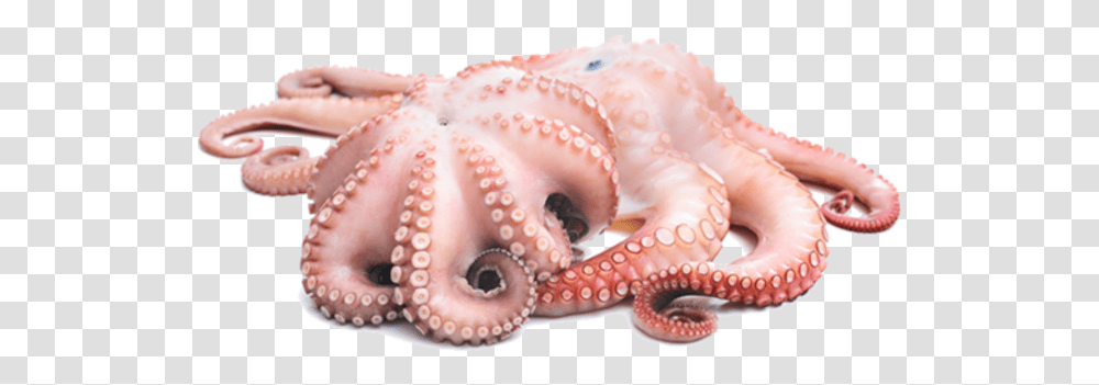 Octopus Vector Hd Free Octopus, Sea Life, Animal, Invertebrate, Person Transparent Png